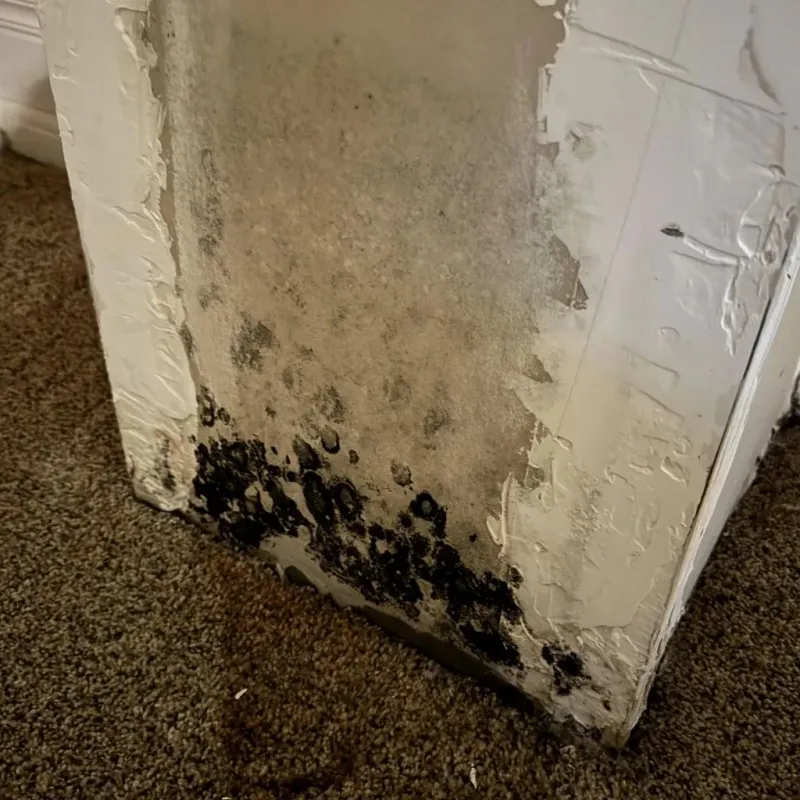 Professional Mold Removal in Montvale, NJ